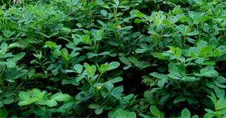 花生怎么施用葉面肥？花生葉面肥施用技術